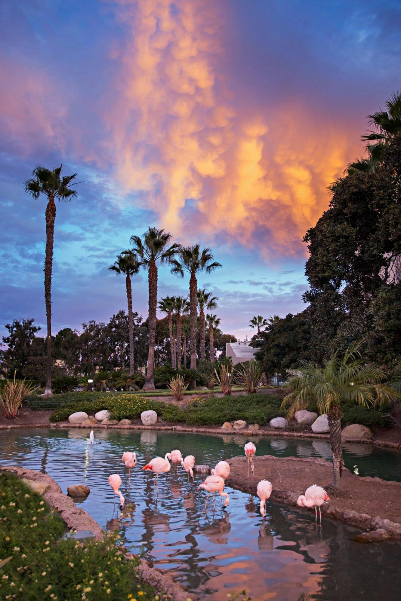 Coronado Island Marriott Resort&Spa San Diego Exterior foto